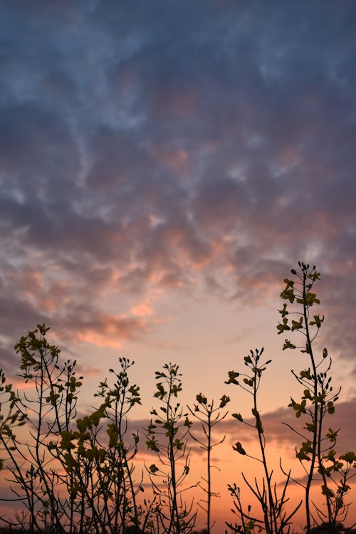 Silhouettes of Plants During Sunset 