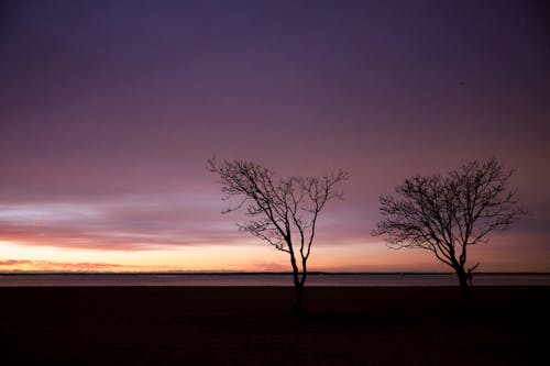 Fotos de stock gratuitas de anochecer, arboles, cielo impresionante