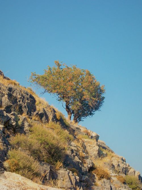 Free A single tree grows resiliently on a rugged, rocky mountainside under a clear blue sky. Stock Photo