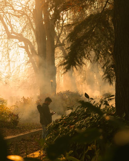 Foto profissional grátis de árvores, de madeira, filiais