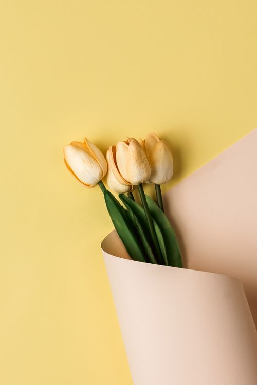 Free A delicate bouquet of yellow tulips wrapped in pastel paper against a soft yellow background. Stock Photo