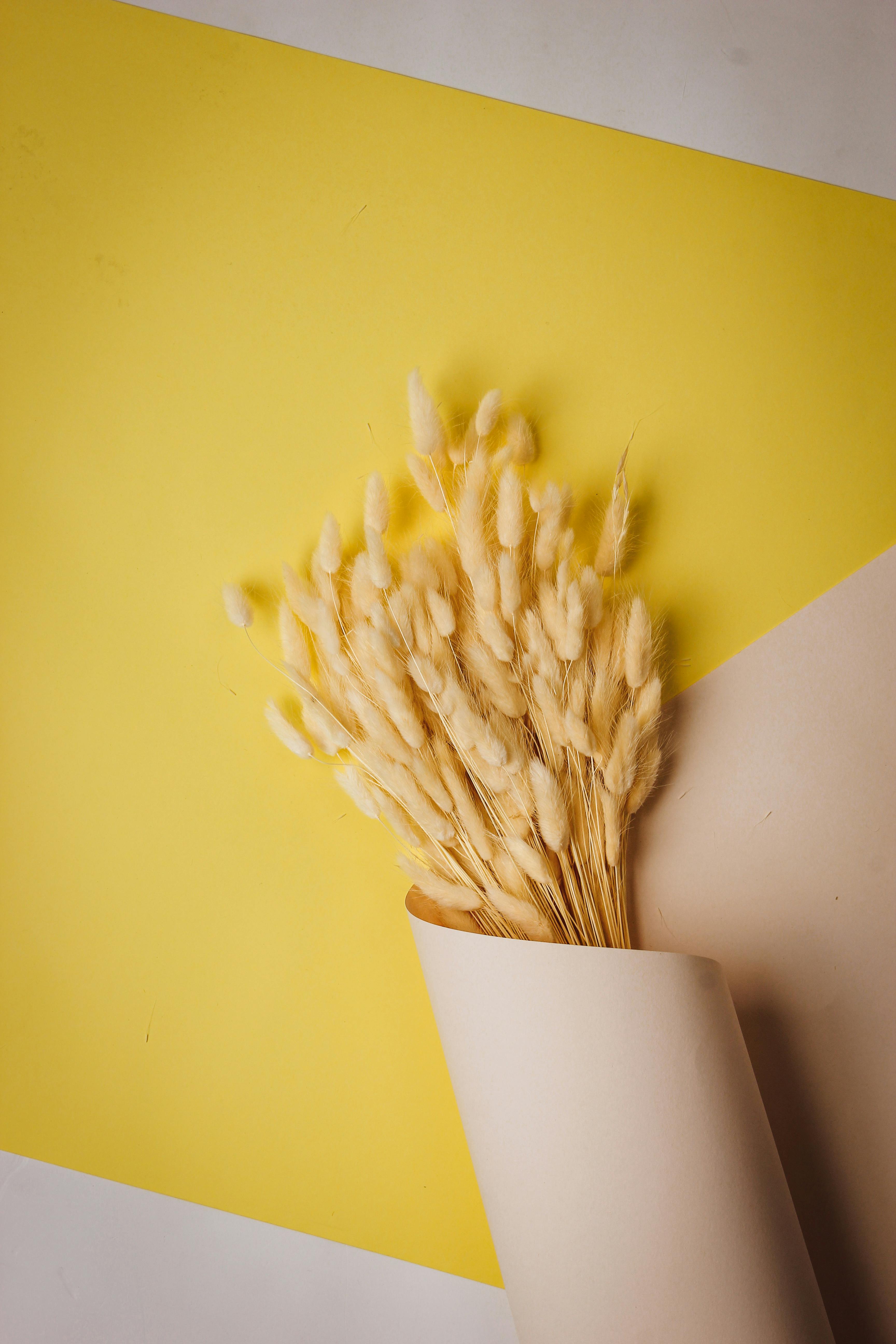 Stylish minimalist arrangement of dried wheat in paper wrapping on a geometric yellow backdrop.