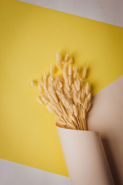 Free Stylish minimalist arrangement of dried wheat in paper wrapping on a geometric yellow backdrop. Stock Photo
