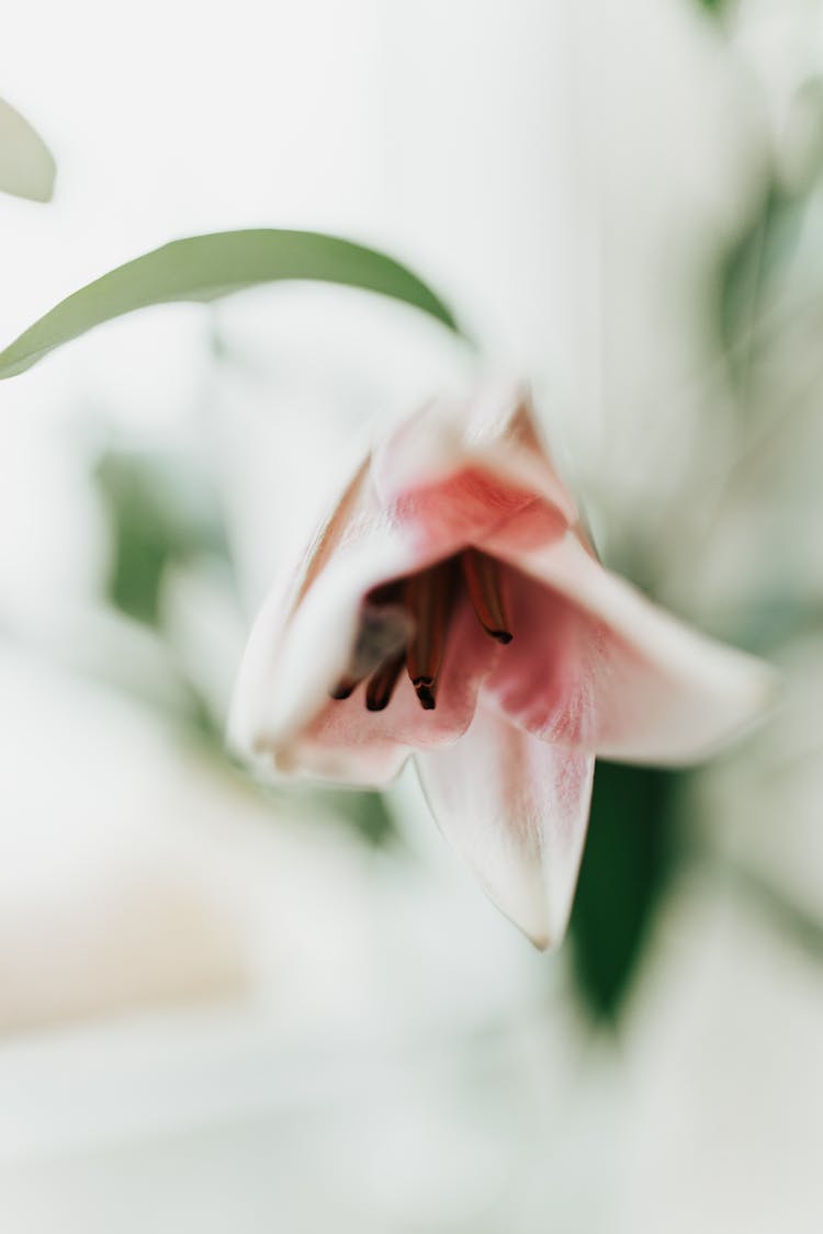 Pink Lily Flower In A Garden