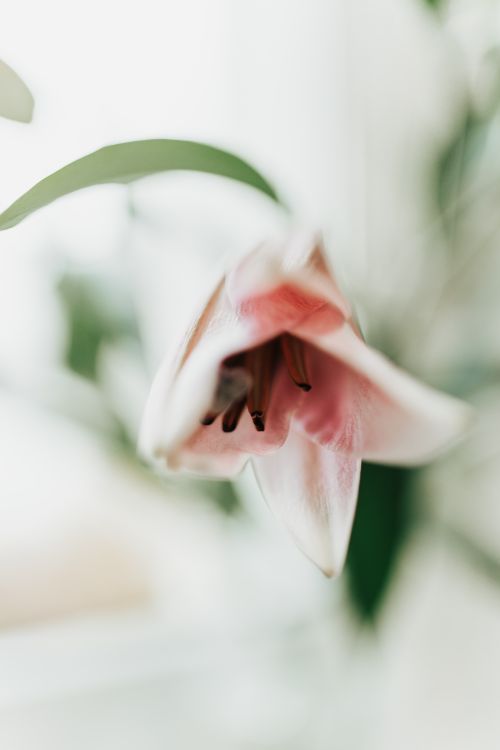Free Delicate pink lily flower with soft focus petals and leaves, creating a serene and natural atmosphere. Stock Photo