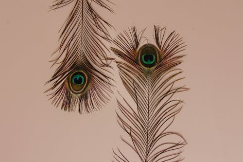 Peacock Feathers 