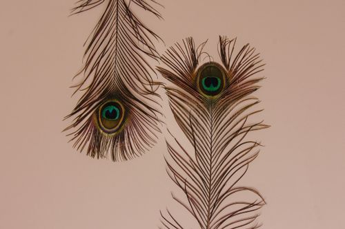 Free Detailed view of vibrant peacock feathers against a beige background. Stock Photo
