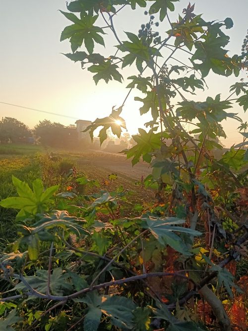 Free green morning Stock Photo