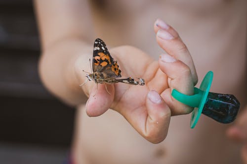 Fotos de stock gratuitas de anillo pop, mariposa, mariposa naranja