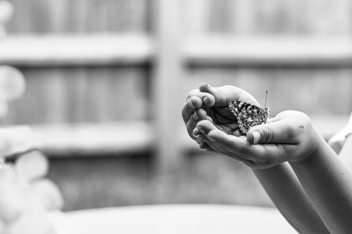 Free A tranquil black and white photo captures a butterfly resting gently in hands outdoors. Stock Photo