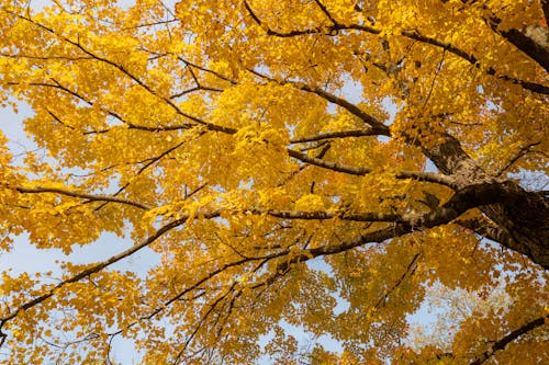 Yellow Leaves on a Tree 