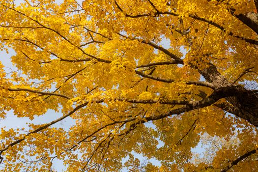 Stunning view of a golden autumn tree with vibrant yellow leaves and branches.