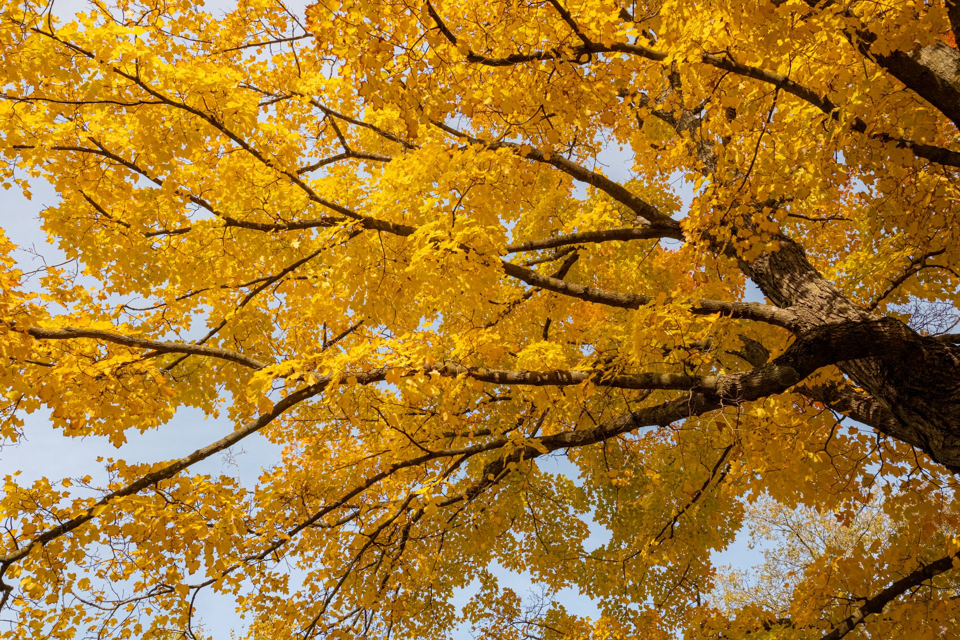 Stunning view of a golden autumn tree with vibrant yellow leaves and branches.