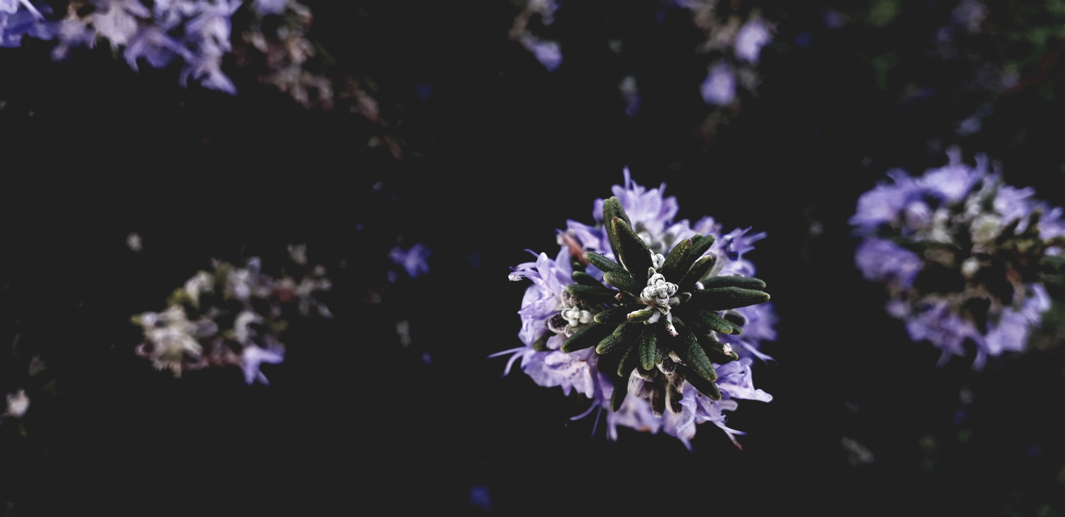 Free Stock Photo Of Beautiful Flower Purple Flower Tumblr