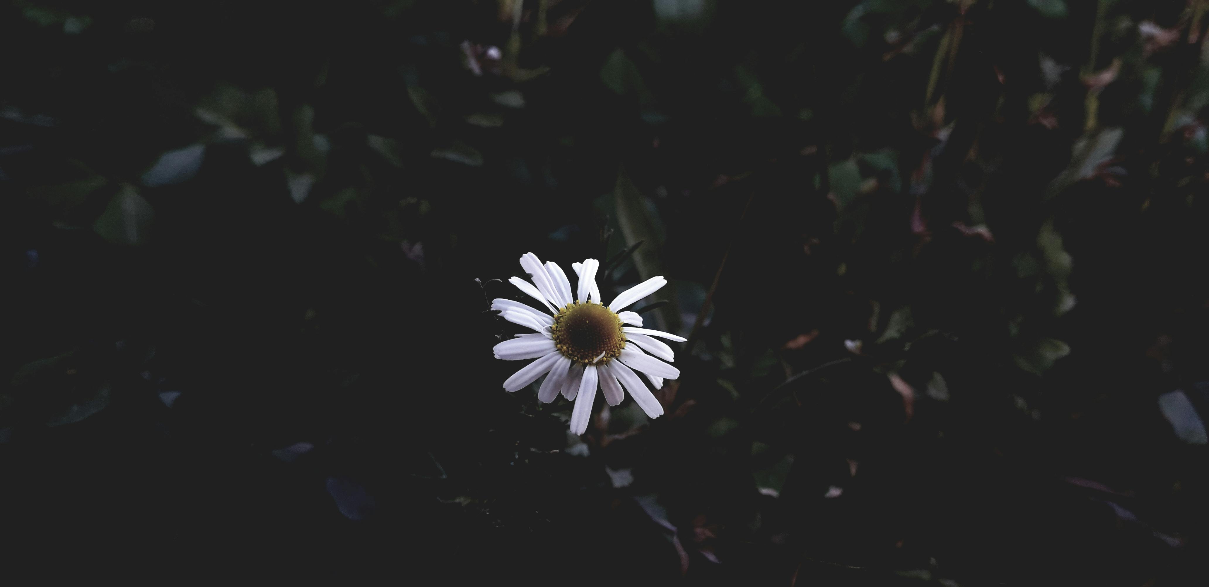 Free stock photo of beautiful flower, margarita, tumblr wallpaper