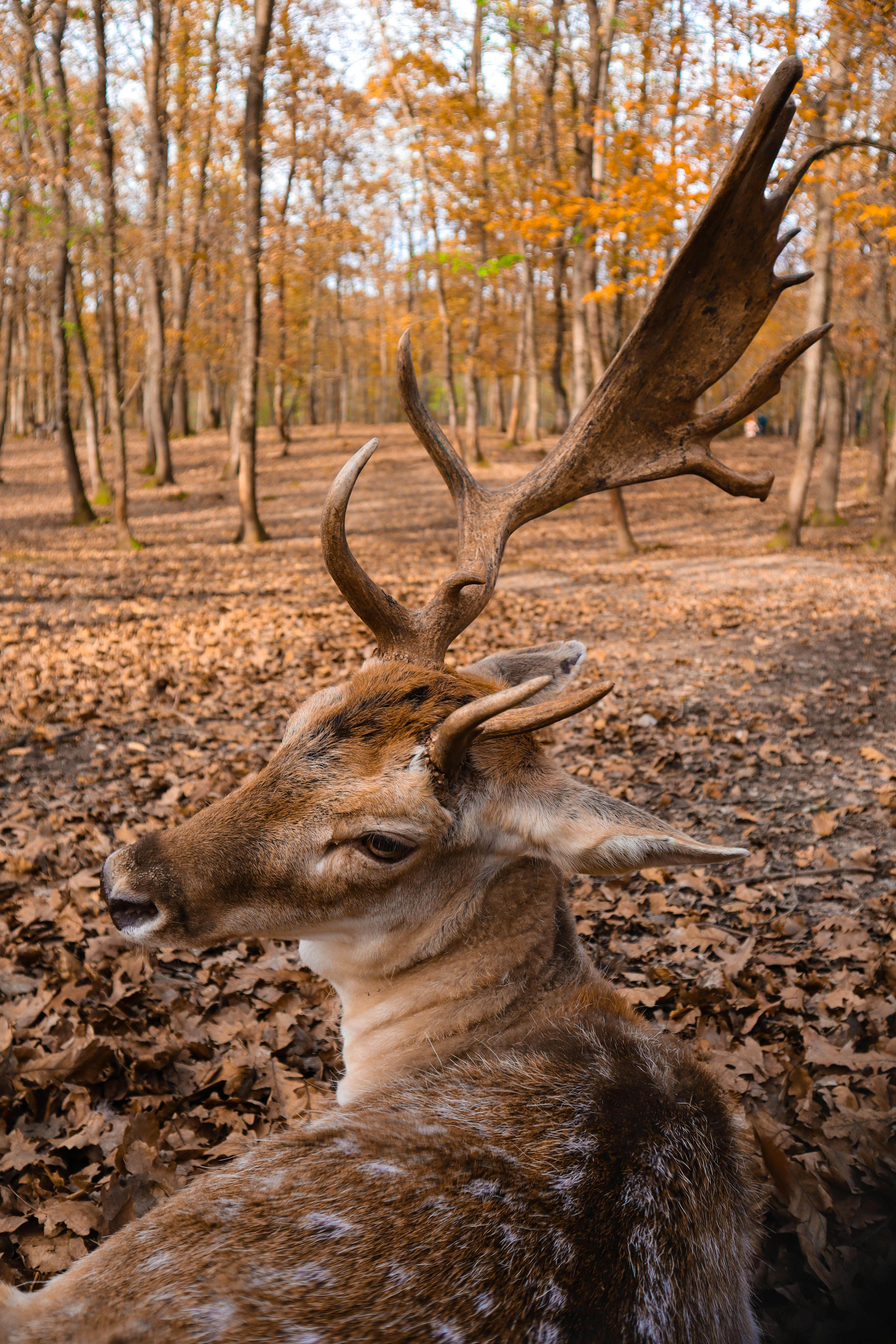 grátis Foto profissional grátis de animais da floresta, animais selvagens, animal Foto profissional