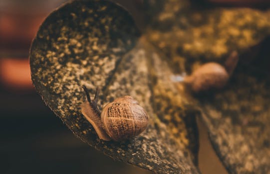 Detailed view of snails on a leaf, showcasing their natural habitat and environment.