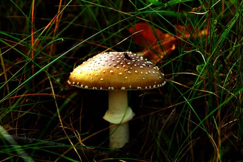 Kostenloses Stock Foto zu boden, fungi, gold