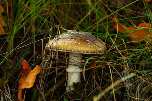 Close-up of Mushroom Growing in Grass