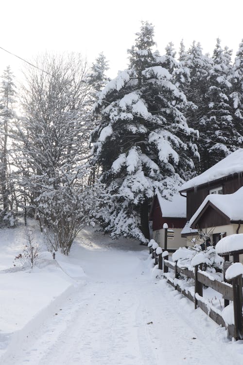 Бесплатное стоковое фото с вертикальный выстрел, деревья, зима