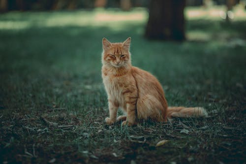 Photos gratuites de animal de compagnie, chat, chat orange