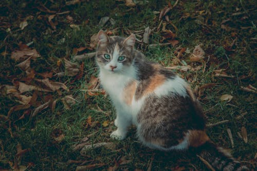 Photos gratuites de animal, automne, chat