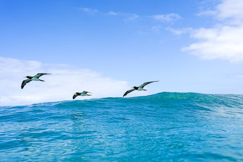 arpoador plajı, ipanema, kuş uçan içeren Ücretsiz stok fotoğraf