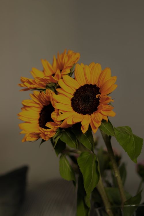 Free Bright yellow sunflowers in a vertical arrangement, showcasing their vibrant petals and dark centers. Stock Photo