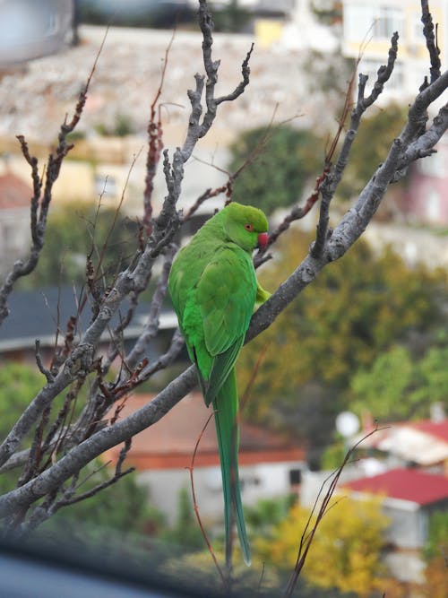 Close-up of a Green Parrot Perching on a Tree Branch 