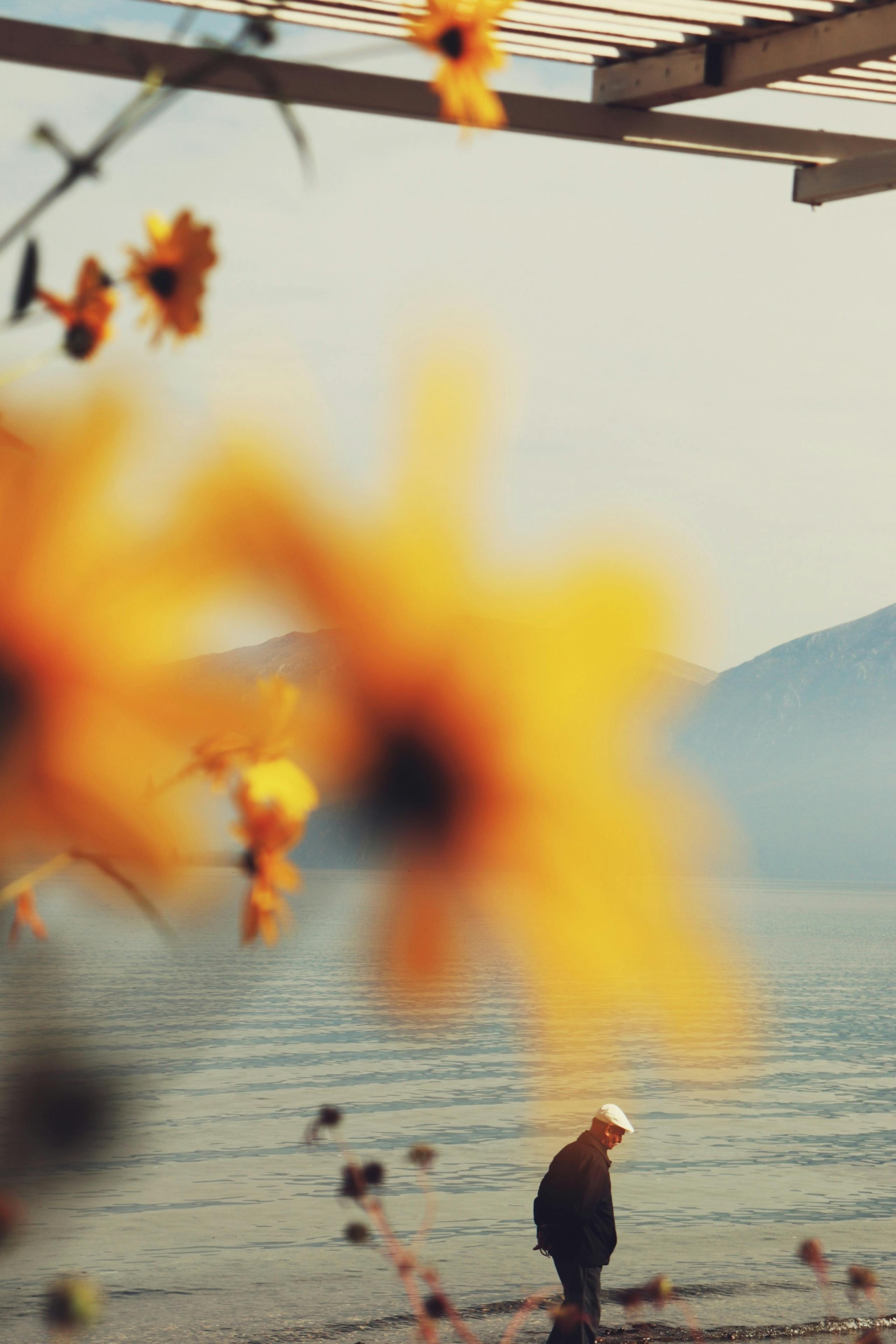 A man walks on a serene beach surrounded by flowers in Pogradec, Albania.