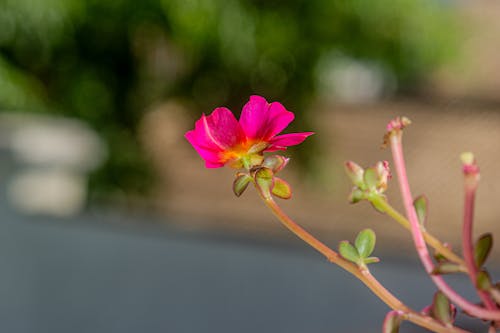 Foto d'estoc gratuïta de flor