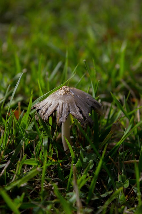 Close-up of a Mushroom Growing in the Grass 