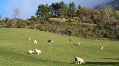 Cows Grazing in the Pasture 