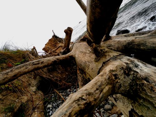 Free stock photo of beautiful nature, old tree, seaside Stock Photo