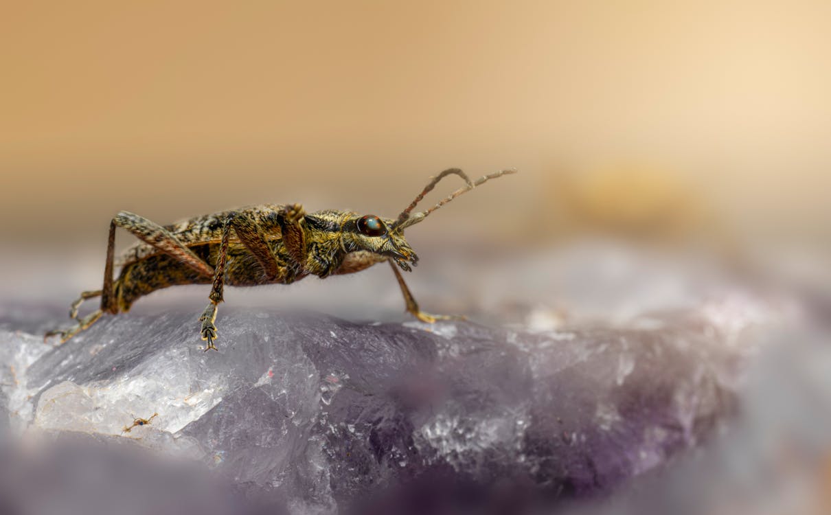 Close-up of an Insect 