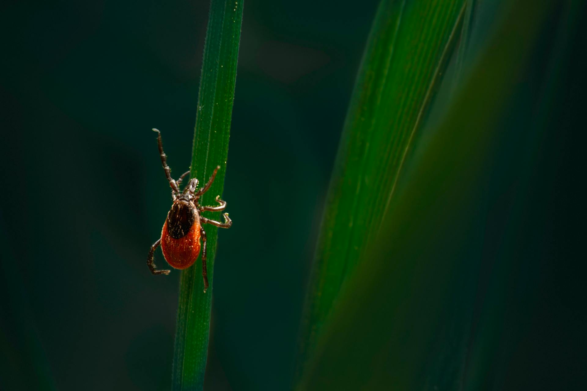 Close-up of a Tick on a Grass Blade