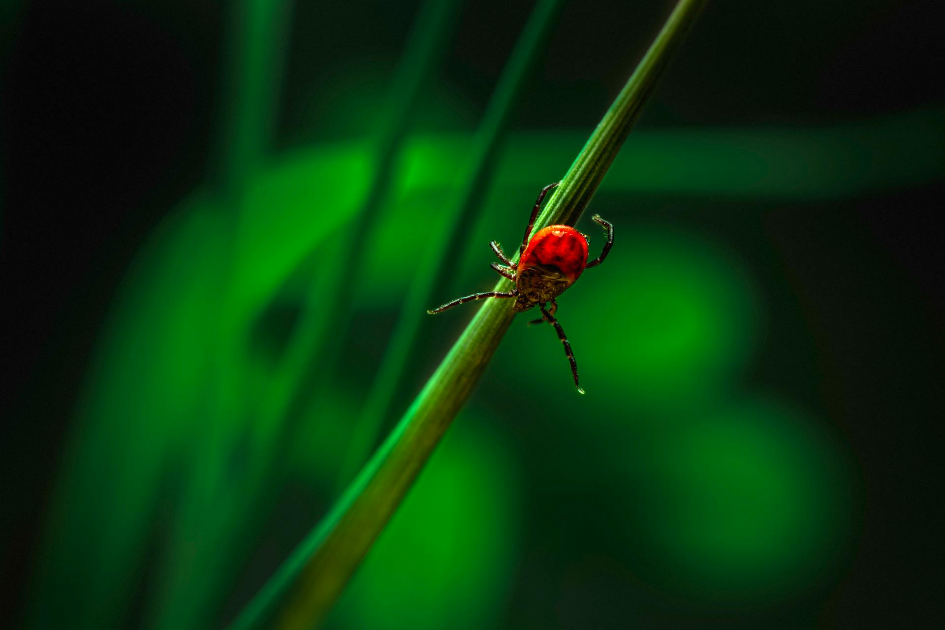 Close-up of a Tick on a Grass Blade