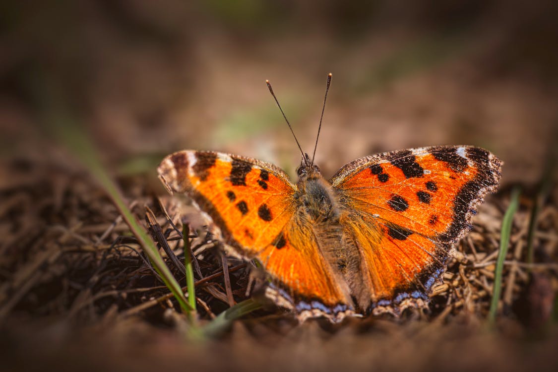 Close-up of a Butterfly 