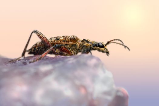 Close-up of a Longhorn Beetle 
