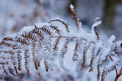 คลังภาพถ่ายฟรี ของ ธรรมชาติ, พืช, ฤดูหนาว