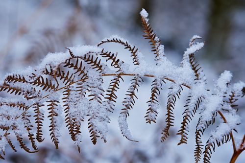 Free Close-up of snow-laden fern leaves in Penrith, England's winter landscape. Stock Photo