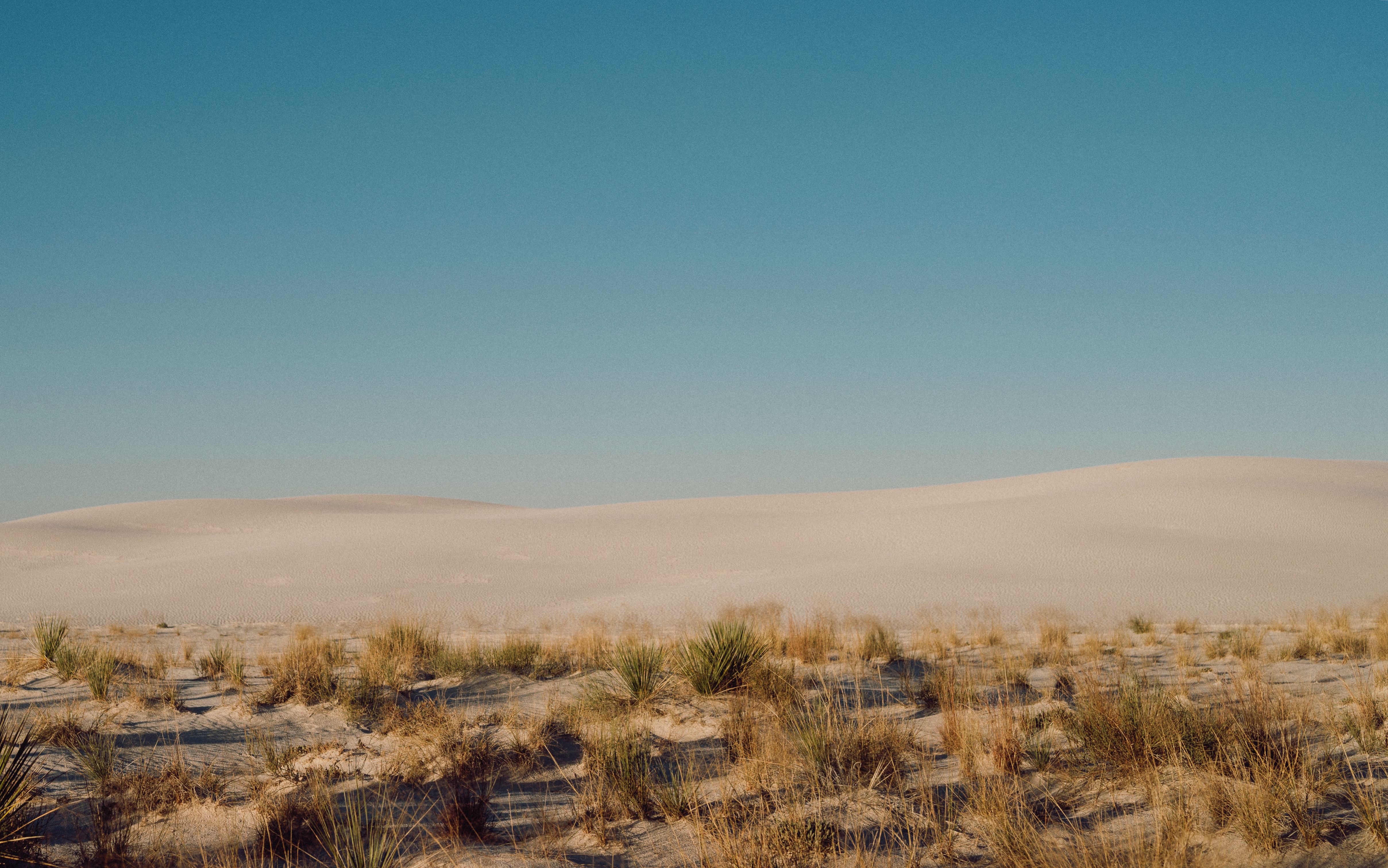 Scenic View of a Desert and a Grass Growing in the Sand · Free Stock Photo
