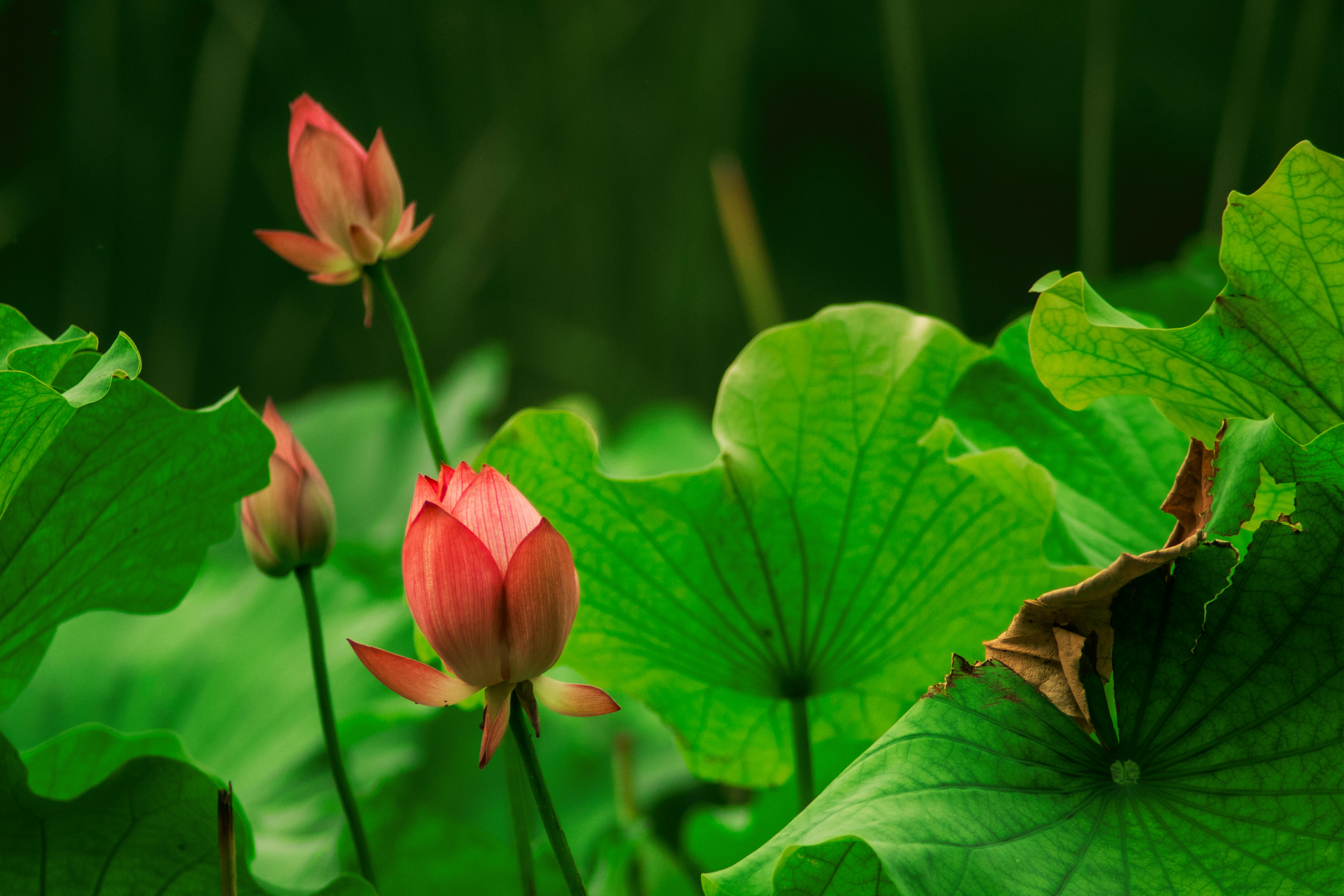 MJABP (-10℃) A类泡沫灭火剂