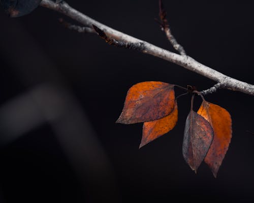 Close-up of Autumn Leaves on a Tree Branch 