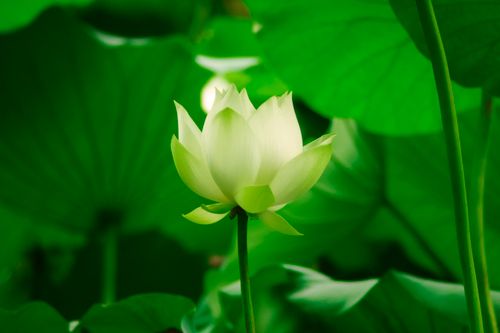 Free A beautiful white lotus flower surrounded by lush green leaves, symbolizing purity and tranquility. Stock Photo