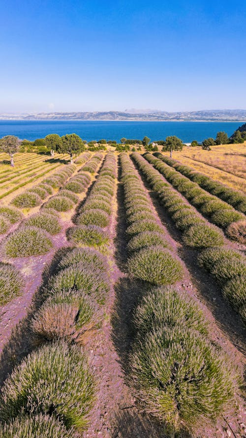 View of a Lavender Field 