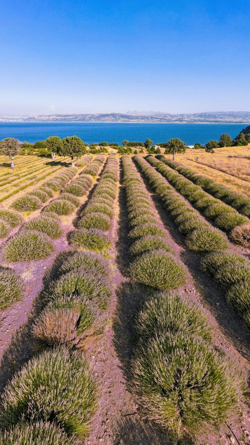 Free Beautiful aerial view of lavender fields by a lake in Burdur, Türkiye. Stock Photo
