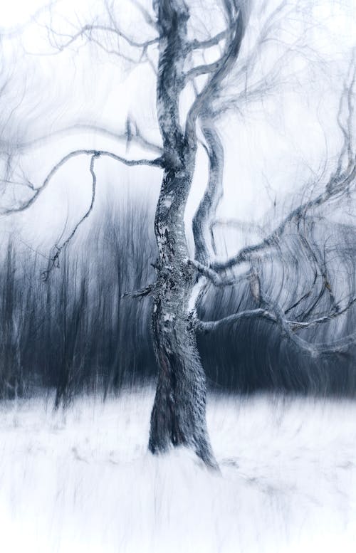 Foto profissional grátis de abstrair, árvore, borrado