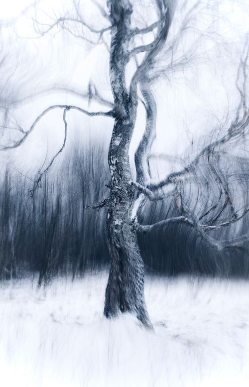 Free A surreal winter landscape featuring a solitary tree with an abstract, blurred effect. Stock Photo