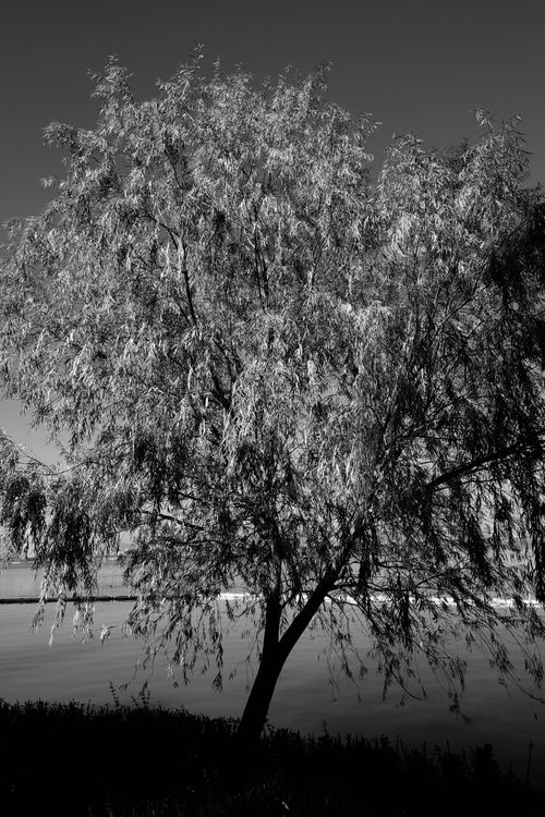 Free A tranquil black and white photograph of a tree by the riverside, capturing nature's elegance. Stock Photo